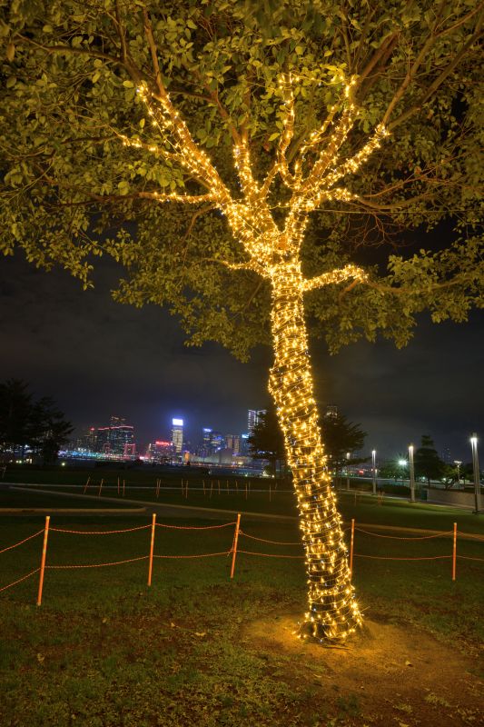 Tree Lighting Arrangements